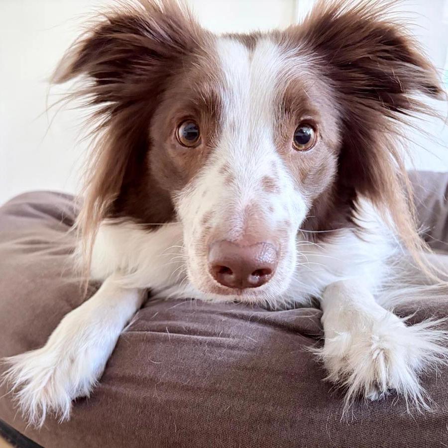 hund